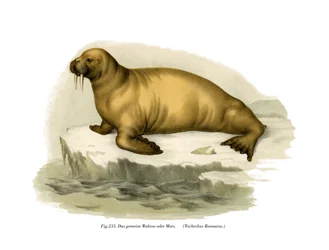 Walross, 1860